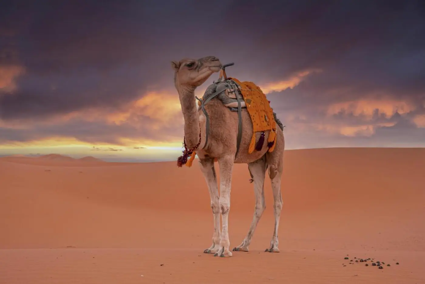 Fes til Merzouga: 2-Dagers Ørkentur