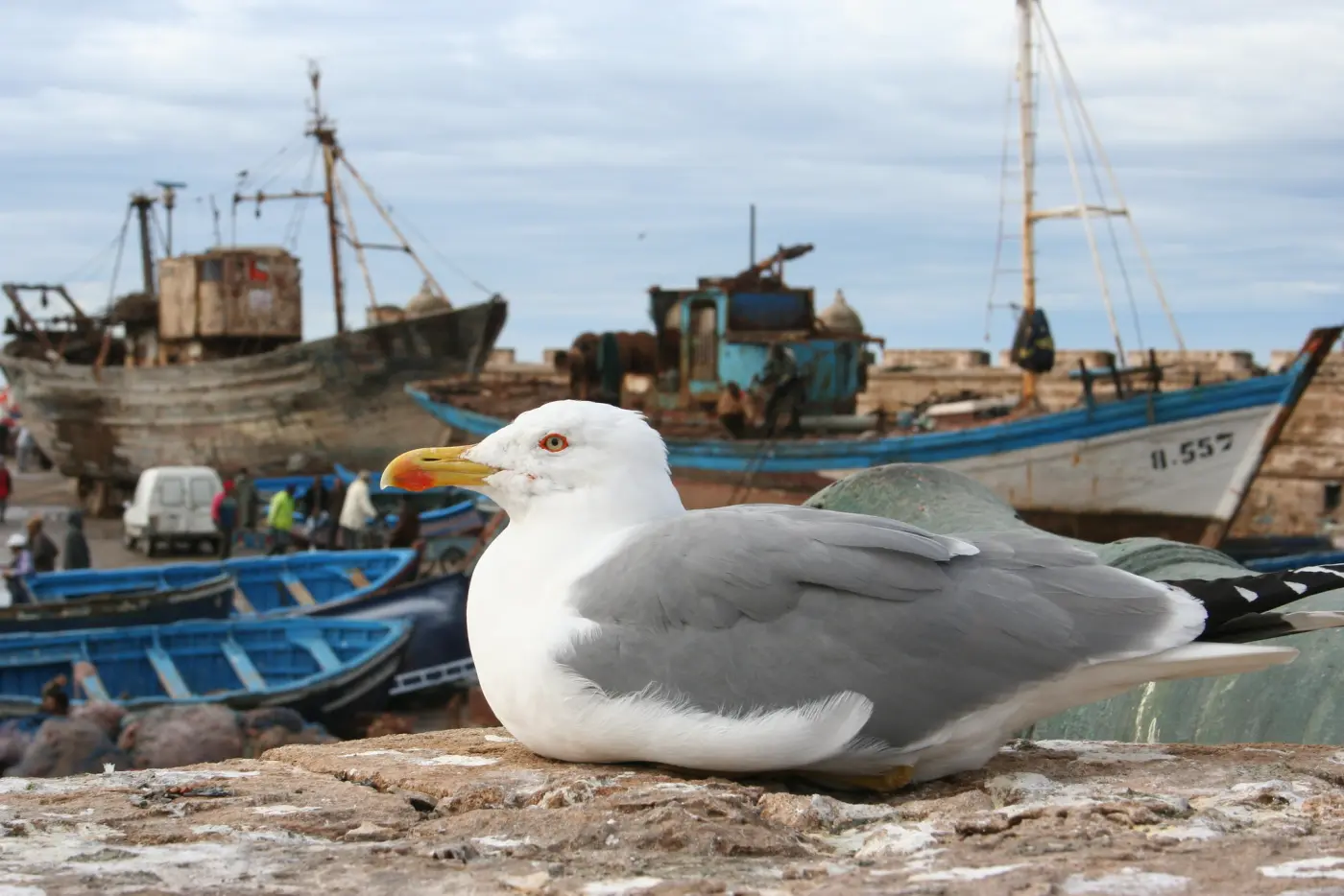 Marokko Fugletitting & Naturturer